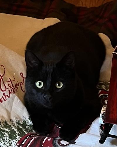 Lost Male Cat last seen West 1st and County Road23E, Larimer County, CO 80538