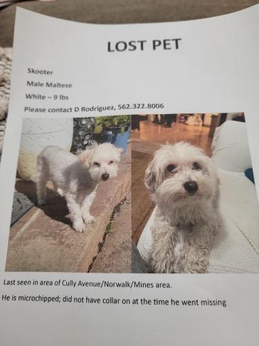 Lost Male Dog last seen Norwalk & Balfour, Whittier, CA 90606