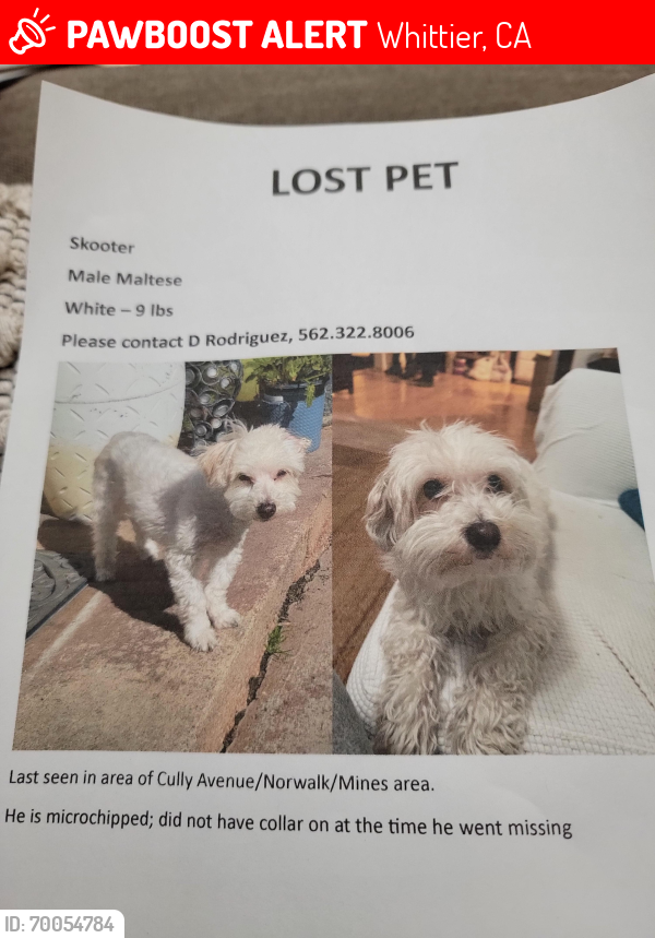 Lost Male Dog last seen Norwalk & Balfour, Whittier, CA 90606