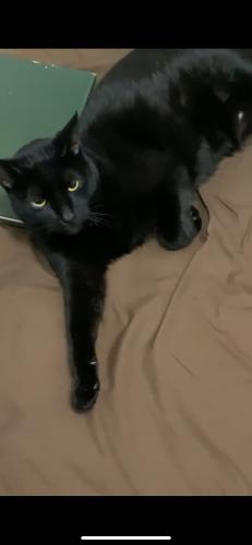 Lost Male Cat last seen Near N Central Park , Chicago, IL 60651