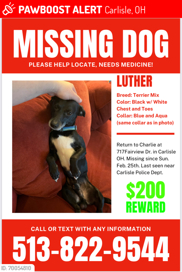 Lost Male Dog last seen Union Rd. And Fairview dr in Carlisle ohio, Carlisle, OH 45005