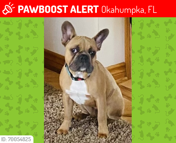 Lost Male Dog last seen CR 33 and 48, Okahumpka, FL 34762
