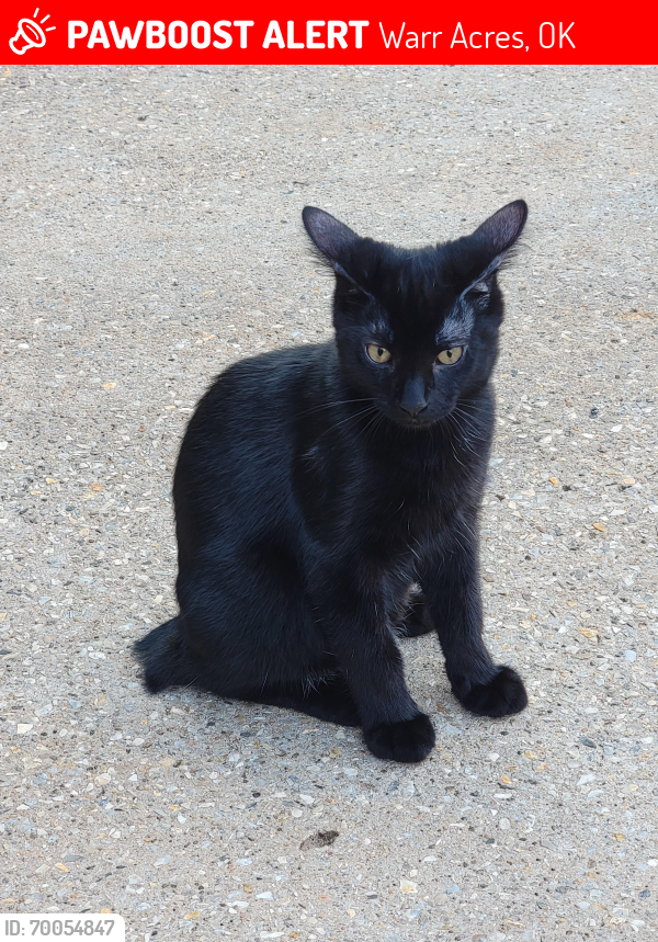 Lost Male Cat last seen MacArthur Blvd between N.W. 63 and N.W. Highway , Warr Acres, OK 73132