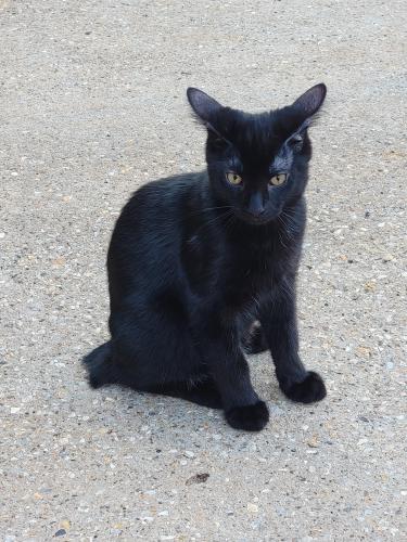 Lost Male Cat last seen MacArthur Blvd between N.W. 63 and N.W. Highway , Warr Acres, OK 73132