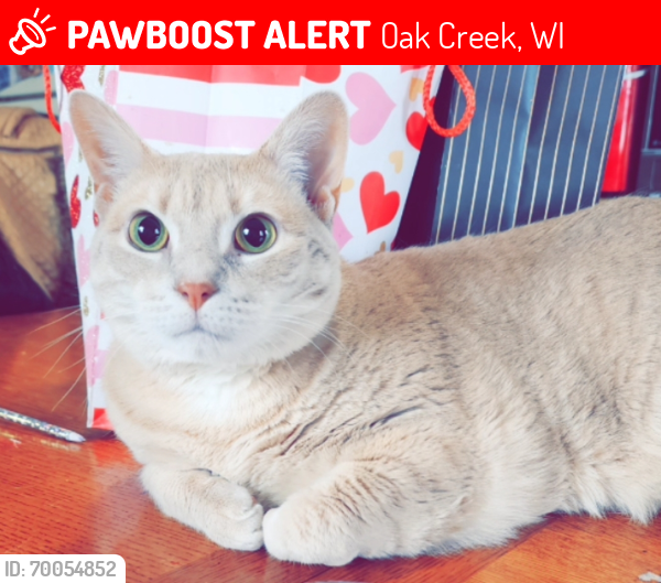 Lost Male Cat last seen Rawson Ave and Howell Ave, Oak Creek, WI 53154