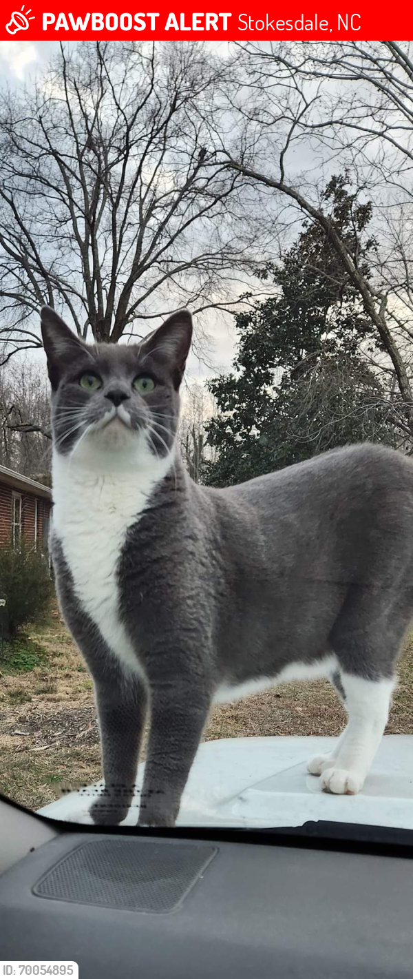 Lost Male Cat last seen NC 68 & NC 65 stoplight, Stokesdale, NC 27357