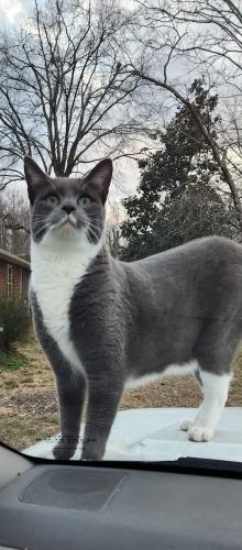 Lost Male Cat last seen NC 68 & NC 65 stoplight, Stokesdale, NC 27357