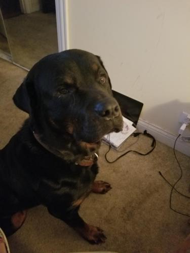 Lost Male Dog last seen route80 southwest highway, Palos Heights, IL 60463