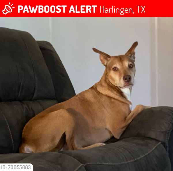 Lost Male Dog last seen Stuart Place Road, Harlingen, TX 78550