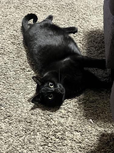 Lost Female Cat last seen dunkin donuts, car wash, apmt complex, Fort Smith, AR 72903