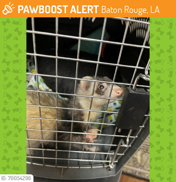 Shelter Stray Unknown Ferret last seen Near W MAGNOLIA DR, 70714, LA, Baton Rouge, LA 70820