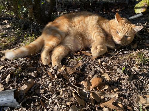 Lost Male Cat last seen woods, around jims ct, Green Cove Springs, FL 32043
