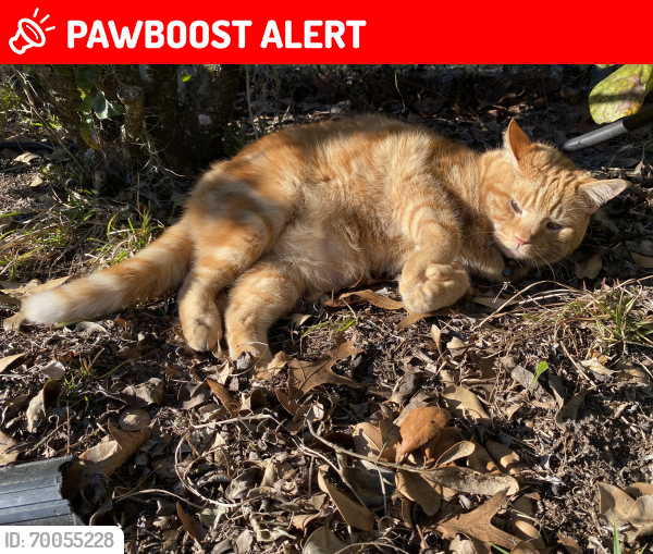 Lost Male Cat last seen woods, around jims ct, Green Cove Springs, FL 32043