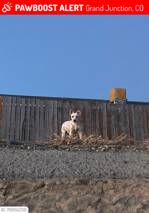 Lost Female Dog last seen By central high, Grand Junction, CO 81504