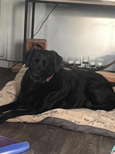 Lost Female Dog last seen Assembly and Hamer , Waynesville, NC 28786