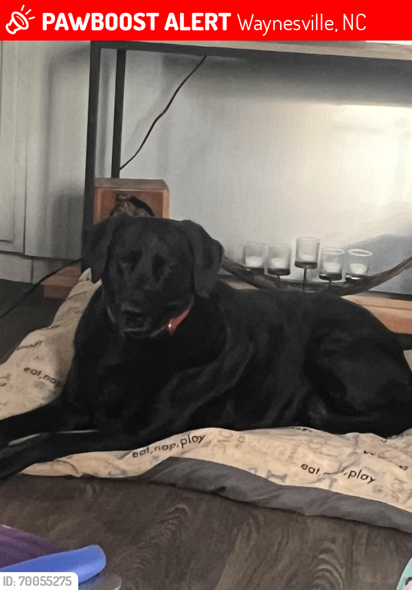 Lost Female Dog last seen Assembly and Hamer , Waynesville, NC 28786