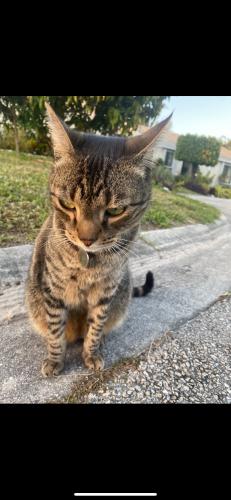 Lost Male Cat last seen Near NW 91ST Ave, Coral Springs FL, Coral Springs, FL 33065