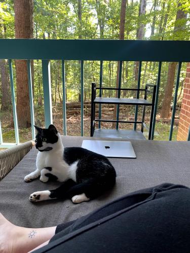 Lost Female Cat last seen Safeway off Glade Dr in Reston, VA 20191, Reston, VA 20191