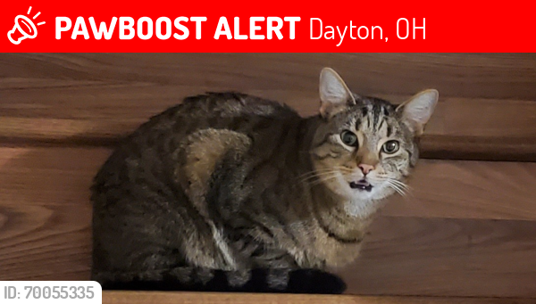 Lost Male Cat last seen Motel 6, Dayton, OH 45414