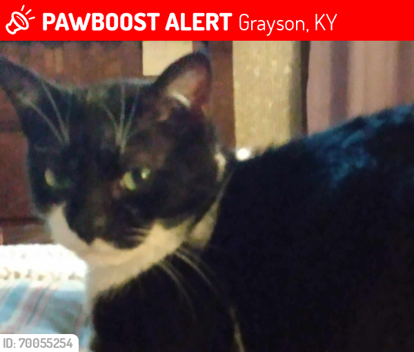 Lost Female Cat last seen Mayhew flt and Route 7, Grayson, KY 41143