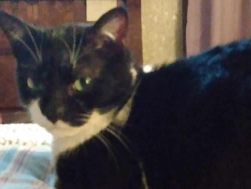 Lost Female Cat last seen Mayhew flt and Route 7, Grayson, KY 41143
