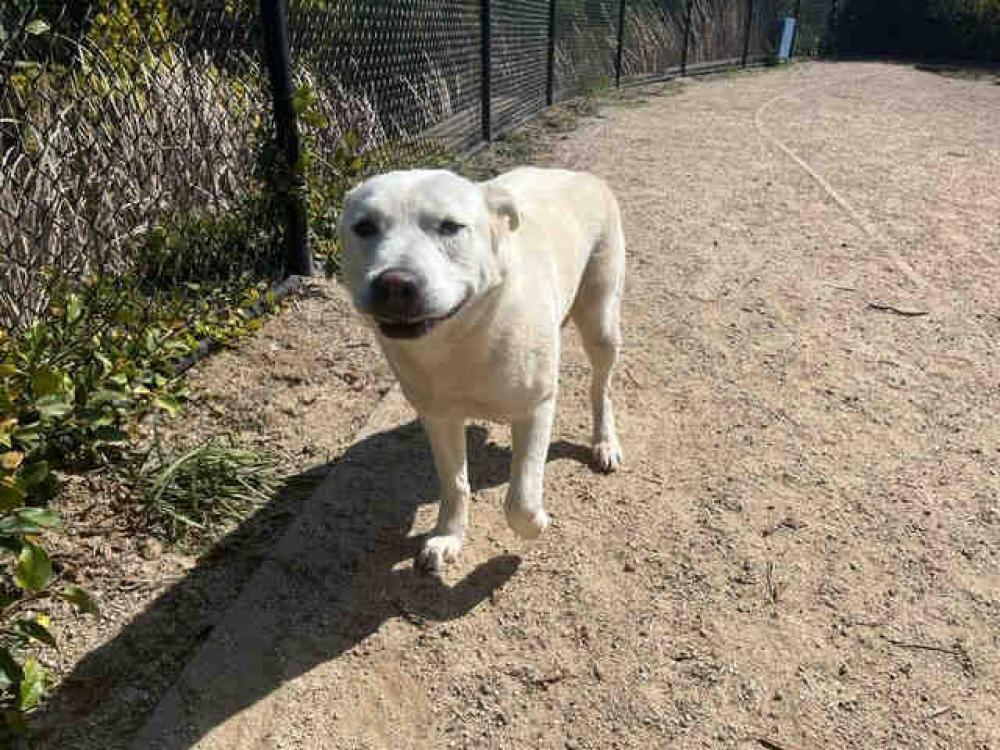 Shelter Stray Male Dog last seen Near BLOCK  ANTHONY RD, Carlsbad, CA 92011