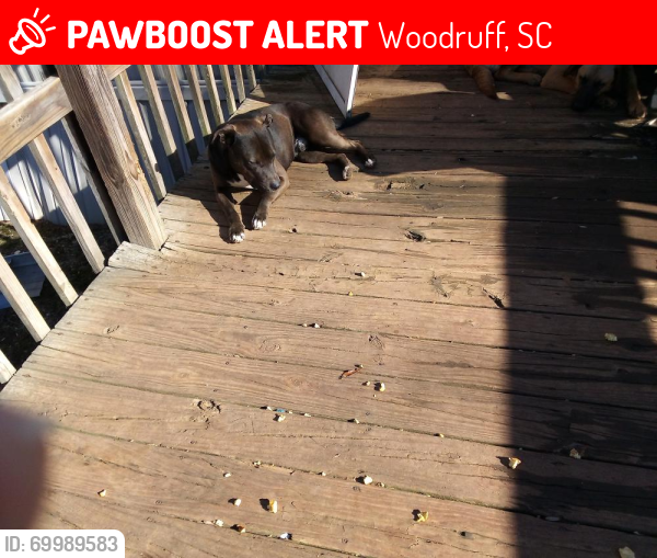 Lost Male Dog last seen Cross anchor road near interstate 26 and woodruff , Spartanburg County, SC 29388