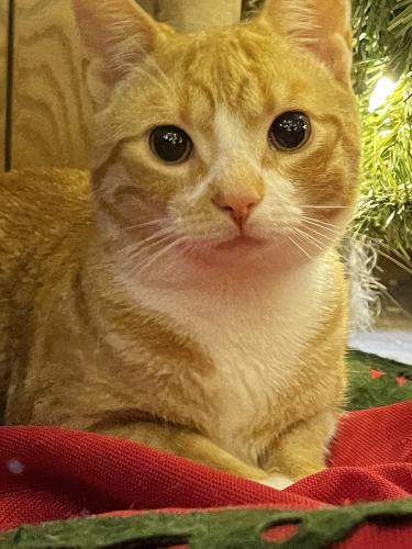 Lost Male Cat last seen Narrows Drive and Highway 422 (East side of Lebanon near A & M Pizza), Lebanon, PA 17046