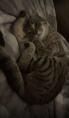 Lost Male Cat last seen Country club Mansfield , Texas, Mansfield, TX 76063