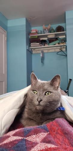 Lost Female Cat last seen Lake Forest Pkwy, Wilmington, NC 28403