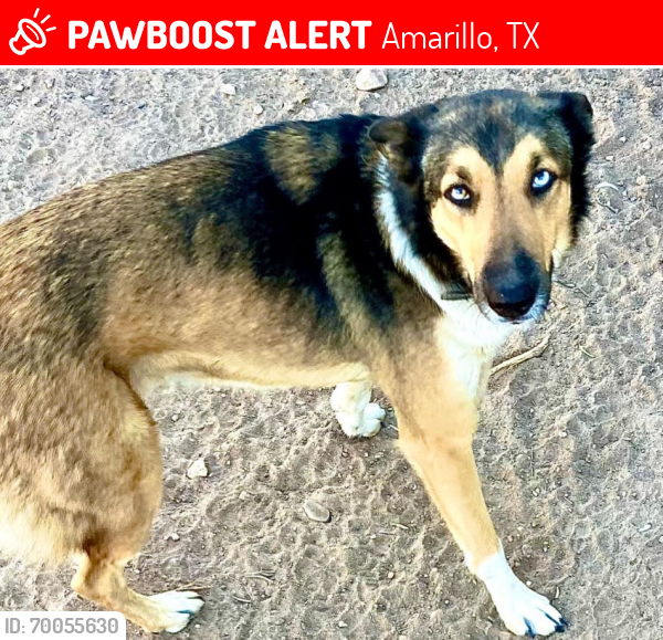 Lost Female Dog last seen Hodges St, Amarillo, TX 79104
