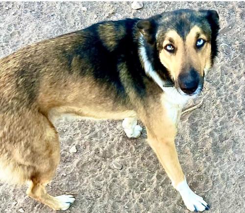 Lost Female Dog last seen Hodges St, Amarillo, TX 79104