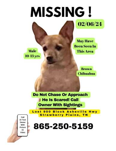 Lost Male Dog last seen Creekside Lumber, Strawberry Plains, TN 37871