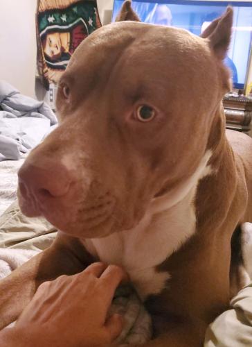 Lost Male Dog last seen Pace HS, Brownsville, TX 78520