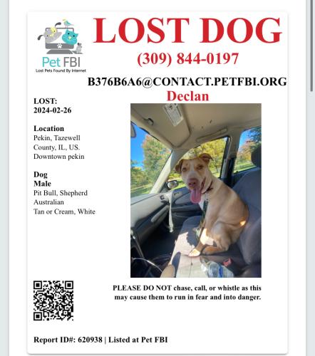 Lost Male Dog last seen 3rd and Charlotte st , Pekin, IL 61554