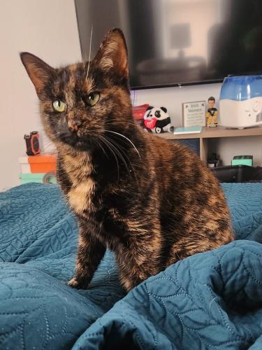 Lost Female Cat last seen Forest Hills - Off Greensburg Pike near police station, Pittsburgh, PA 15221