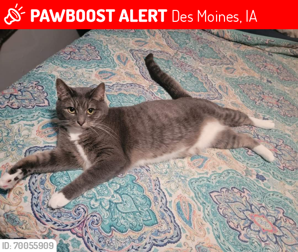 Lost Male Cat last seen 12th & Madison Ave. (Highland Park) , Des Moines, IA 50313