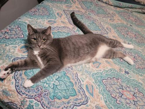 Lost Male Cat last seen 12th & Madison Ave. (Highland Park) , Des Moines, IA 50313