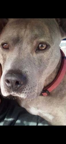 Lost Female Dog last seen Kenco logistics and Regis, Chattanooga, TN 37416