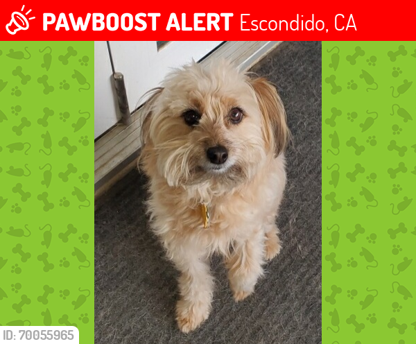 Lost Male Dog last seen Vista ave., Escondido, CA 92026
