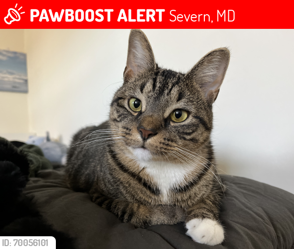 Lost Male Cat last seen Lake Village s, Severn MD, Severn, MD 21144