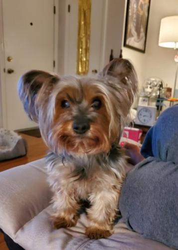 Lost Female Dog last seen 96th and South Prairie Ave. , Chicago, IL 60628