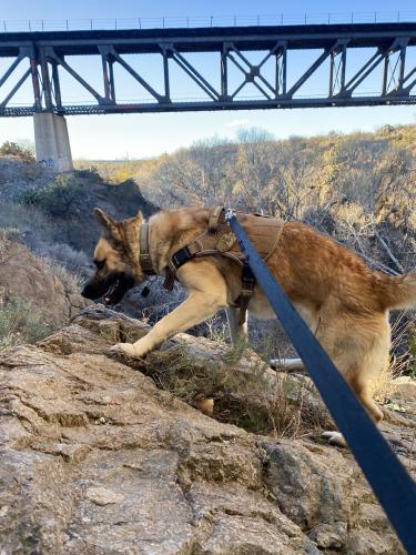 Lost Male Dog last seen 36th & greasewood, Tucson, AZ 85713