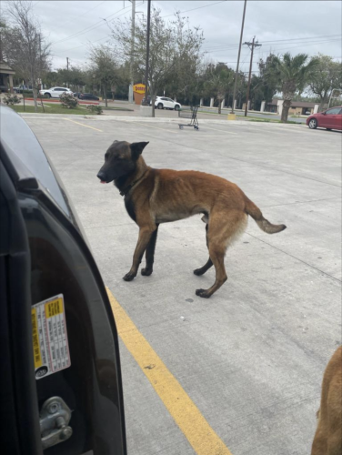 Found/Stray Unknown Dog last seen Near Paredes Line Rd, Brownsville, TX 78526, Brownsville, TX 78526