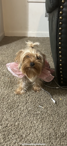 Lost Female Dog last seen Walnut and meadowbrook, Round Lake Beach, IL 60073