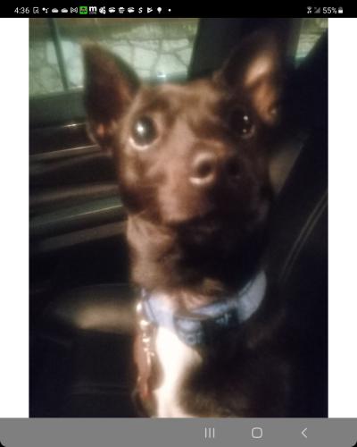 Lost Female Dog last seen Piedmont Park Atlanta ga, Atlanta, GA 30308