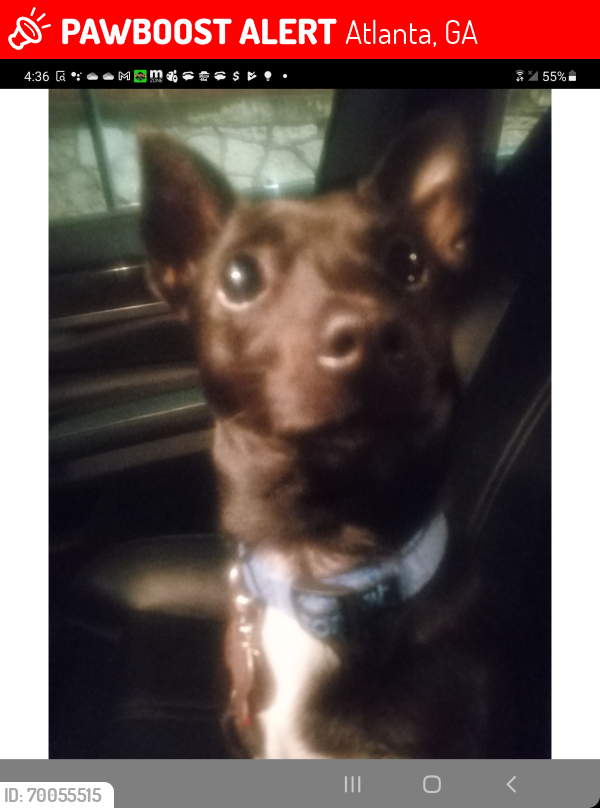 Lost Female Dog last seen Piedmont Park Atlanta ga, Atlanta, GA 30308