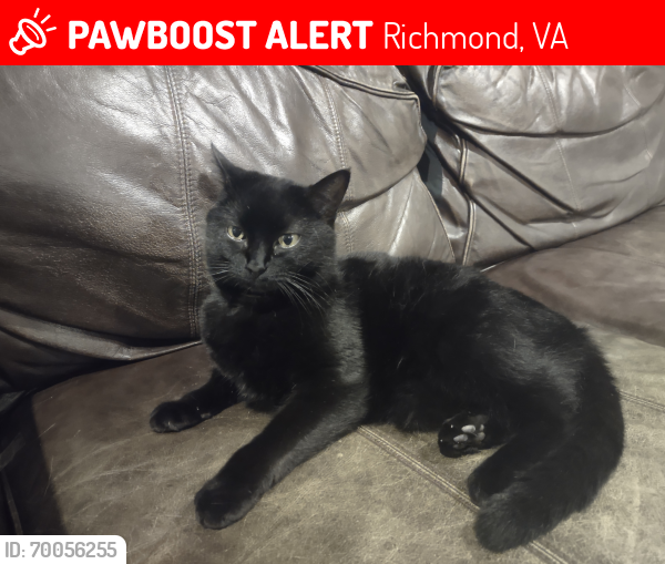 Lost Female Cat last seen Tuscora Rd & Robert Bruce Dr, Richmond, VA 23235