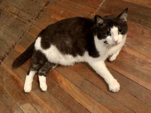 Lost Male Cat last seen Near Tremont St./Crewdson St./Aretha Frankenstein's , Chattanooga, TN 37405