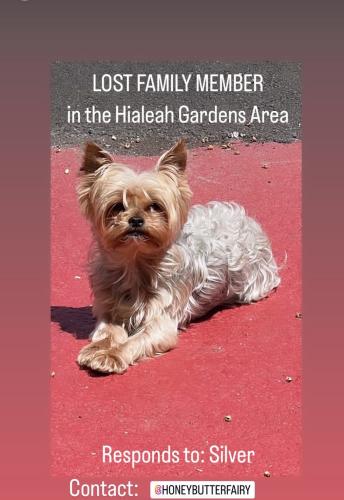 Lost Female Dog last seen Near W 34th Lane , Hialeah, FL 33018